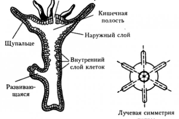 Сайты для даркнета